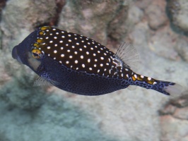 83 Spotted Boxfish Male IMG 2073.JPG